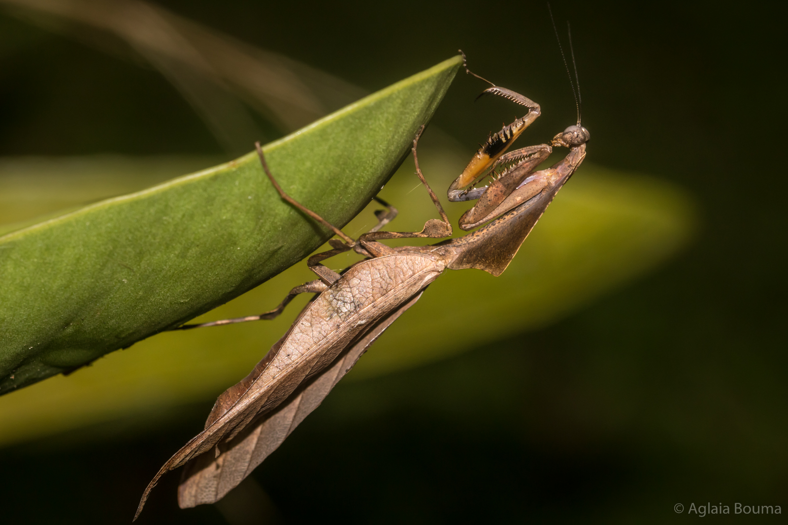 Deroplatys sp.